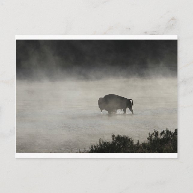 Bison in Winter Yellowstone Postkarte (Vorderseite)