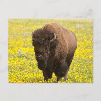 Bison in yellow postkarte