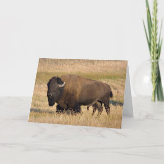 Bison in Yellowstone Karte