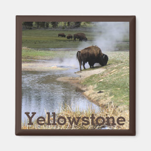 Bison in Yellowstone Nationalpark Magnet