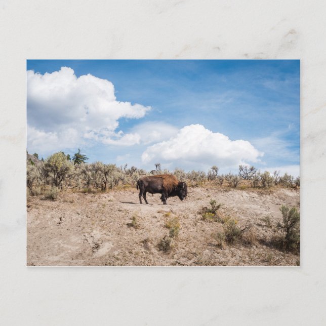 Bison in Yellowstone Nationalpark Postkarte (Vorderseite)