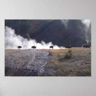 Bison in Yellowstone Poster