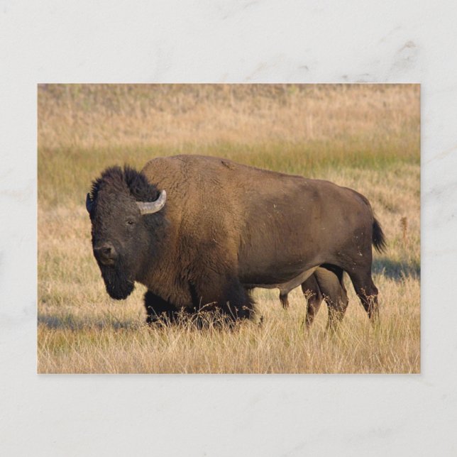 Bison in Yellowstone Postkarte (Vorderseite)