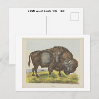 BISON Joseph Scholz, 1829 - 1880   Postkarte
