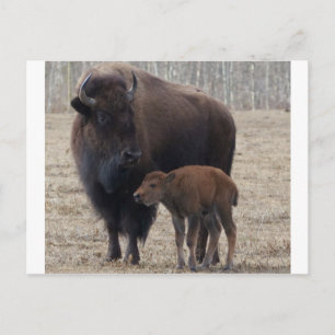 Bison Kuh und Kalb 1 Postkarte
