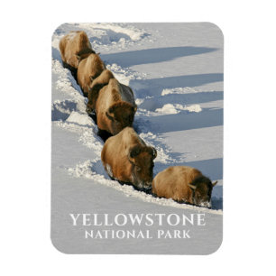 Bison Line Wandern durch tiefes Schnee, Gelbstein Magnet