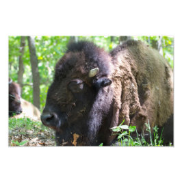 Bison, Lone Elk Park, St. Louis Fotodruck