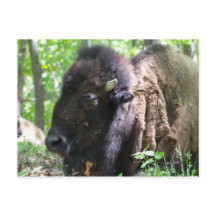 Bison, Lone Elk Park, St. Louis, Missouri