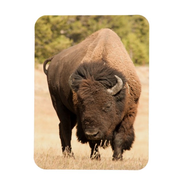 Bison Magnet (Vertikal)