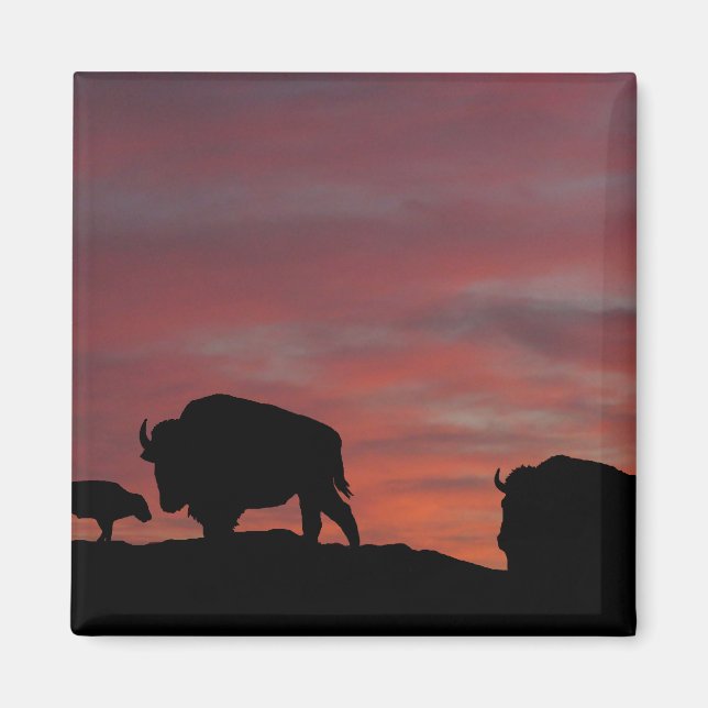 Bison Magnet (Vorne)