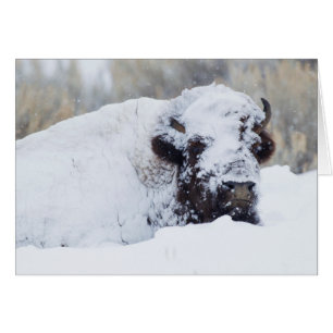 Bison mâle, pelage d'hiver