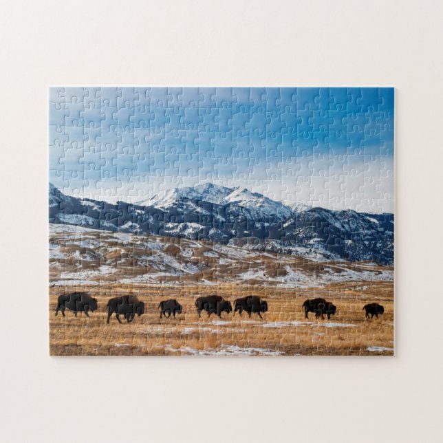 Bison-Migration (Horizontal)