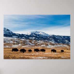 Bison-Migration Poster