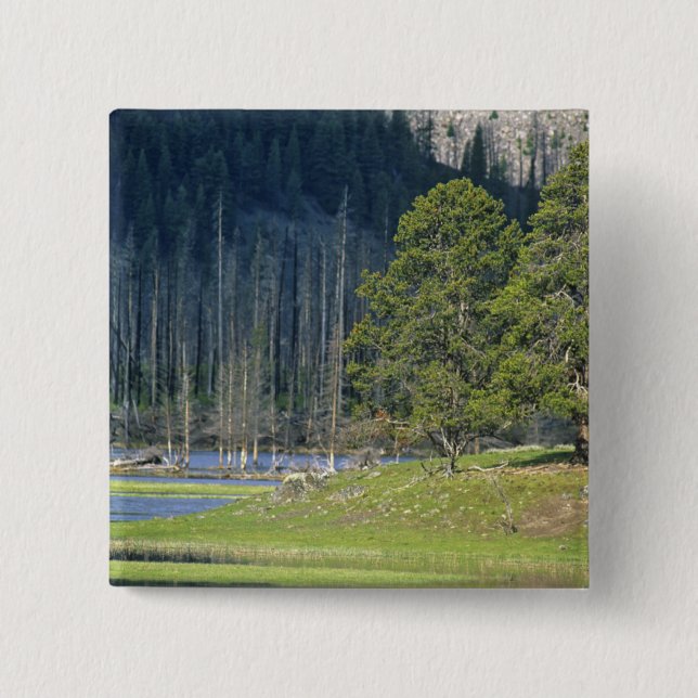 Bison mit Kalb im Yellowstone Nationalpark Button (Vorderseite)