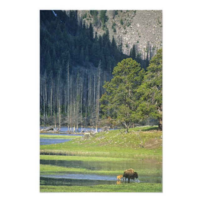 Bison mit Kalb im Yellowstone Nationalpark Fotodruck (Vorne)