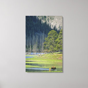 Bison mit Kalb im Yellowstone Nationalpark Leinwanddruck