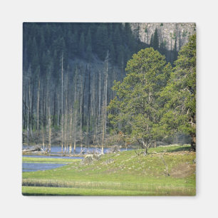 Bison mit Kalb im Yellowstone Nationalpark Magnet