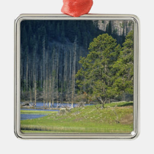 Bison mit Kalb im Yellowstone Nationalpark Silbernes Ornament
