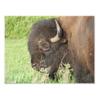 Bison nah fotodruck