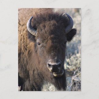 Bison nah postkarte