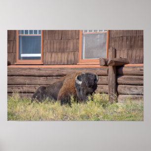 Bison, Old Faithful Inn, Yellowstone Nationalpark Poster