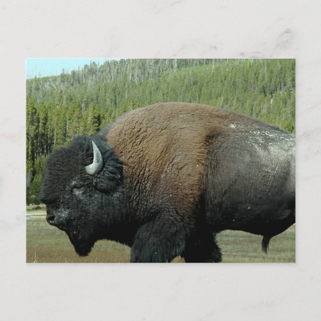 Bison Postcard Postkarte (Vorderseite)