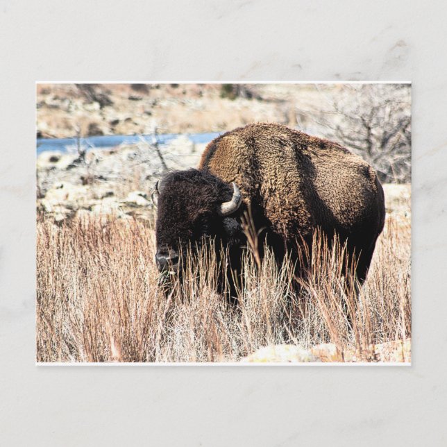 Bison Postcard Postkarte (Vorderseite)