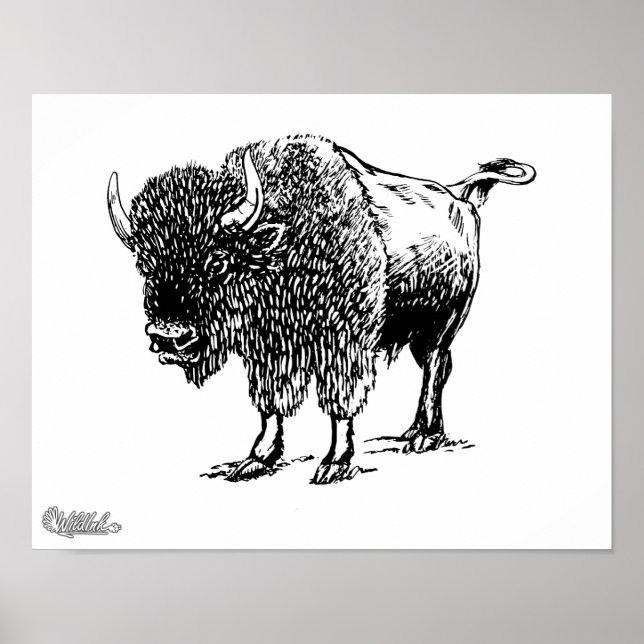 Bison Poster (Vorne)