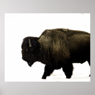 Bison Poster