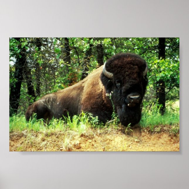 Bison Poster (Vorne)