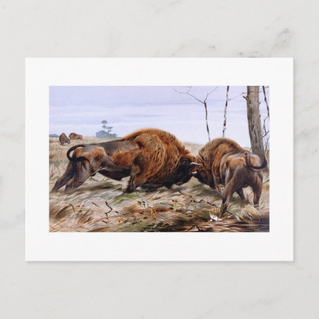 Bison Postkarte (Vorderseite)