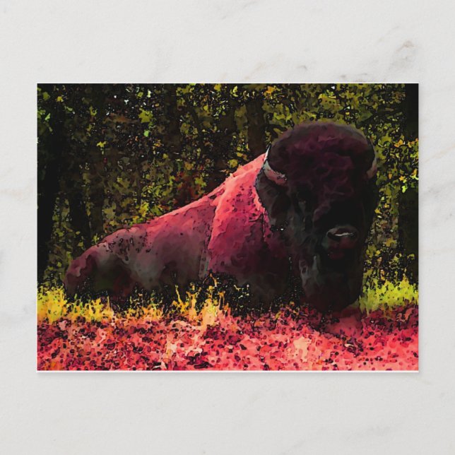 Bison Postkarte (Vorderseite)
