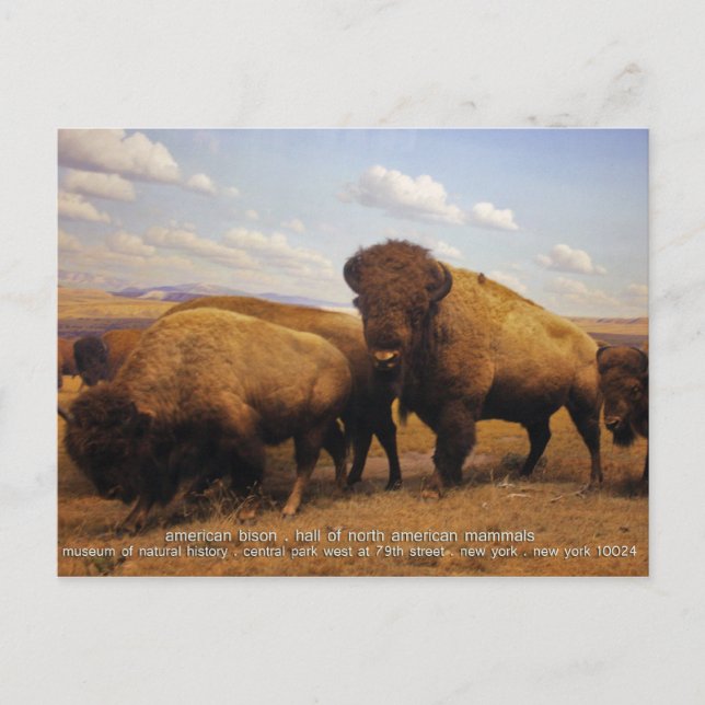 Bison Postkarte (Vorderseite)