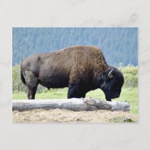 Bison Postkarte