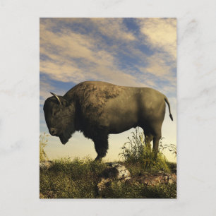 Bison Postkarte