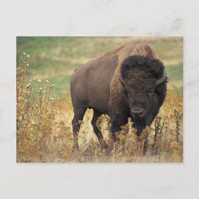 Bison Postkarte (Vorderseite)