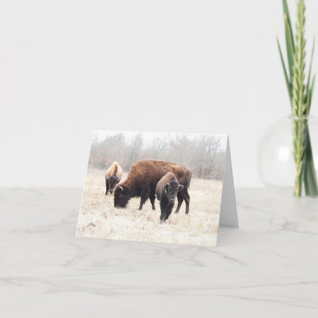 Bison Prairie Note Card (Vorderseite)