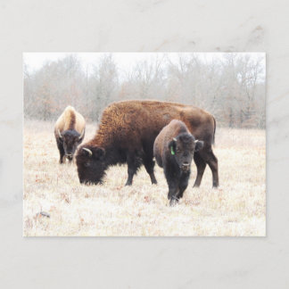 Bison Prairie Postkarte