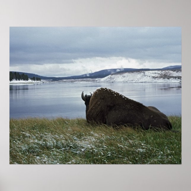 Bison Resting By Yellowstone River With Snow On Poster (Vorne)