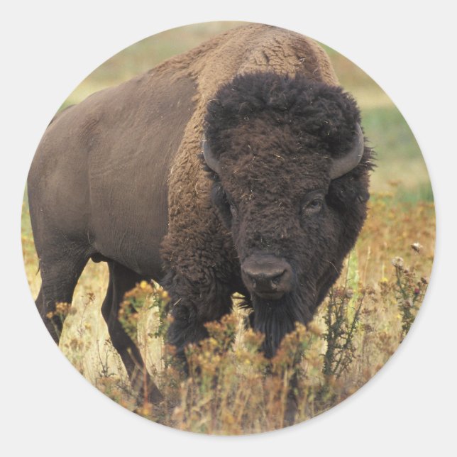 Bison Runder Aufkleber (Vorderseite)