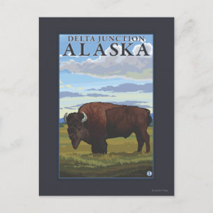 Bison Scene - Delta Junction, Alaska Postkarte