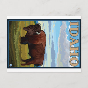 Bison Scene - Idaho Postkarte