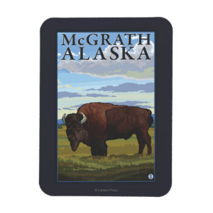 Bison Scene - McGrath, Alaska Magnet