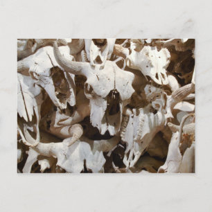 Bison skulls postkarte