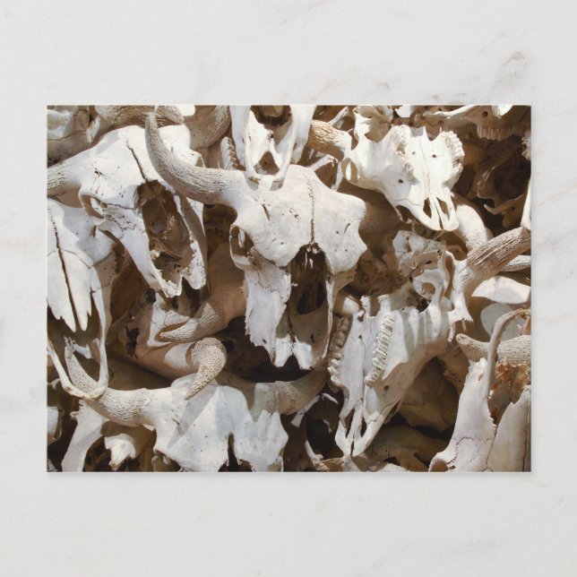 Bison skulls postkarte (Vorderseite)