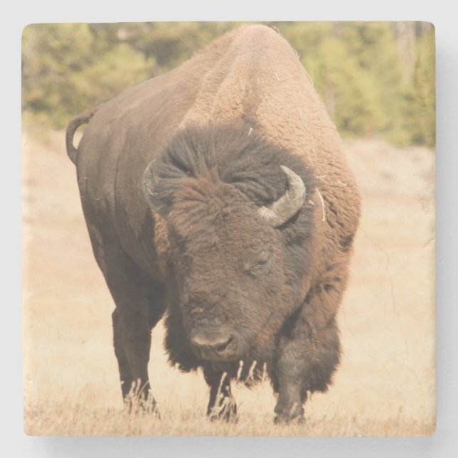 Bison Steinuntersetzer (Vorderseite)