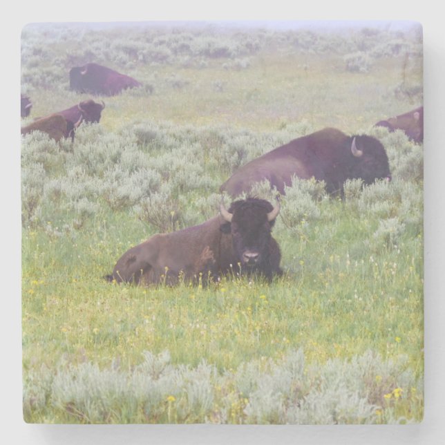 Bison-Untersetzer Steinuntersetzer (Vorderseite)
