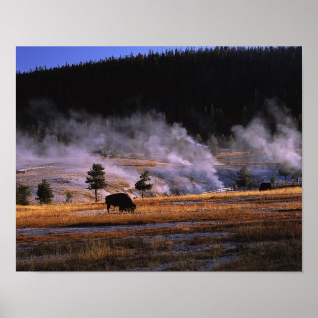 Bison Weideland im Obergeyser-Becken in der Nähe Poster (Vorne)