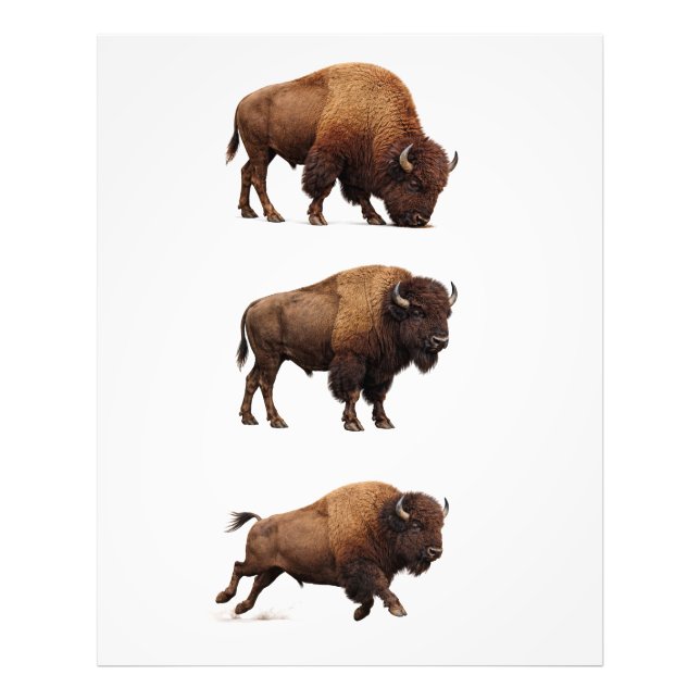 Bison-Wildlife-Wandkunstposter Fotodruck (Vorne)