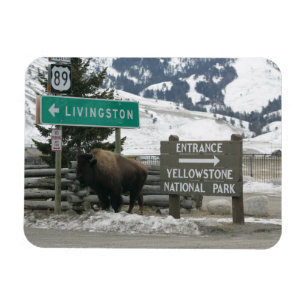 BIson, Yellowstone-Eingang, Gardiner, MT Magnet